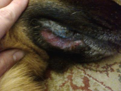 Right lip fold photographed at it worst prior to Allimed stabilised allicin capsules..