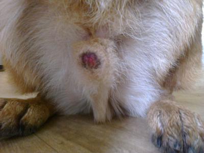 Pic of prepuce which is also affected..photo was  taken prior to Allimed capsules..it shows redness/inflammation and is slightly swollen on one side.