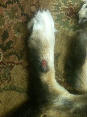 Photo 1 - Sore on dog's back left leg