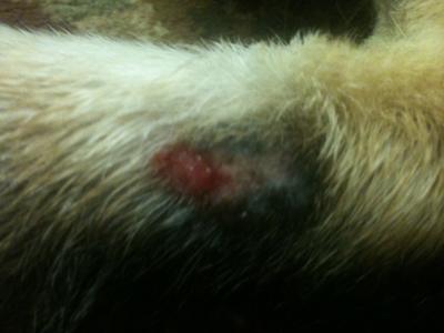 Photo 2 - Sore on dog's back left leg