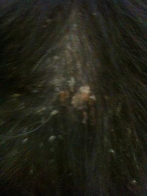 Photo 2 - Flakiness on dog's lower back