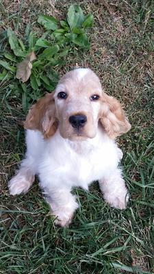 Merida 12 weeks