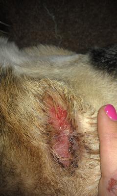 Dog neck wound as it was yesterday