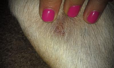 Open Wound on Dog's Neck That Won't Heal - Organic Pet Digest