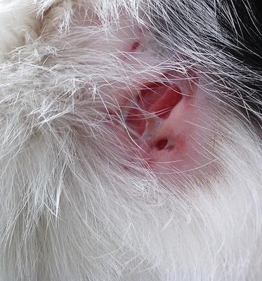 Photo of Cat's Open Sore