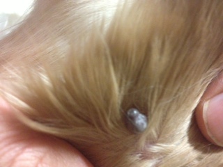 Lump on Dog's Ear - Photo 1