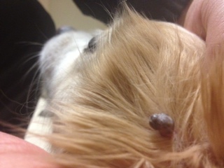 Lump on Dog's Ear - Photo 2