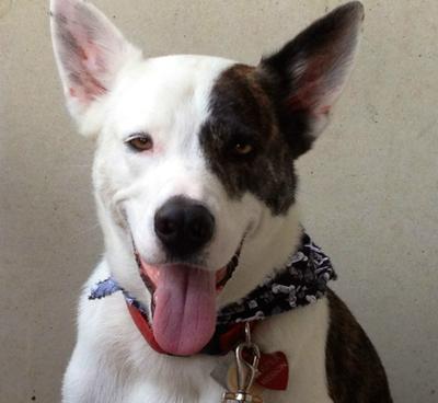 sweet Caper_therapy dog