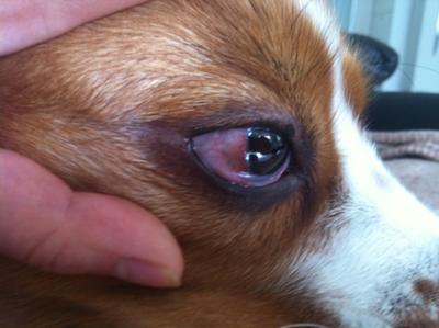 Jerry's right eye inflamed