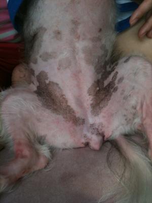 Red dots under dog's armpit area with black scaly looking skin without