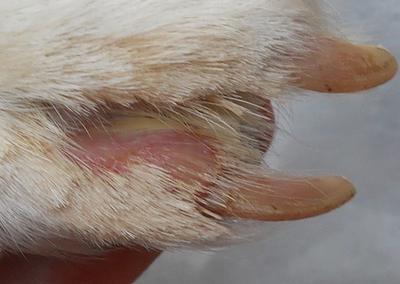 paw