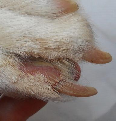 paw