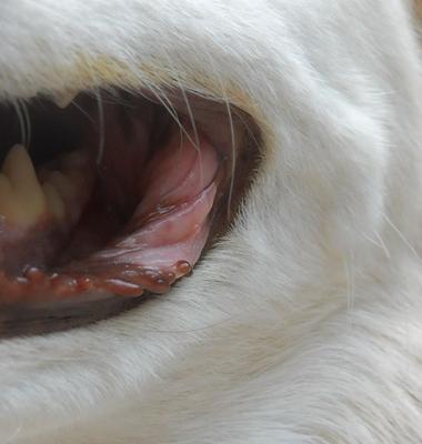 mouth right side