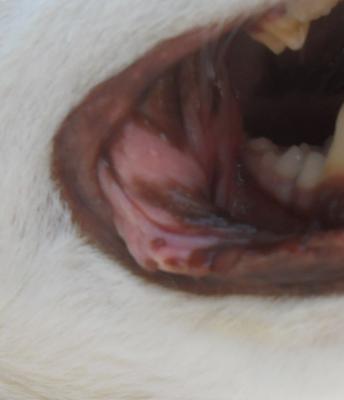 mouth left side