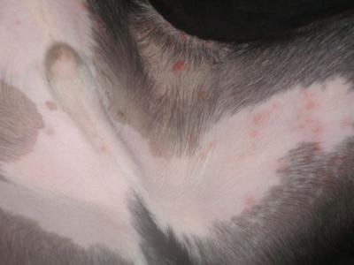 Dog rash best sale on belly treatment