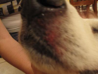 Red Sores on Dog's Muzzle - Organic Pet Digest