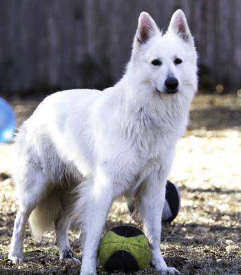 Loki