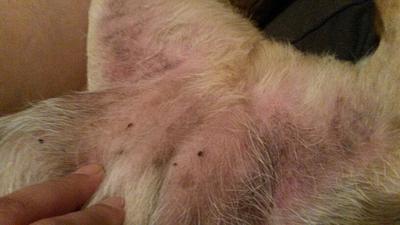 Dog's Groin - Reddish/Pinkish Skin, Smooth Texture, Feels Thin