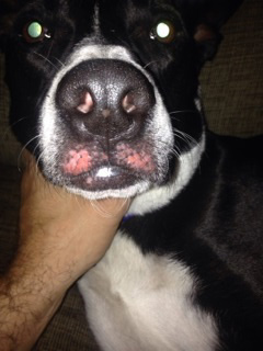 Redness above dog's lip - Photo 2 of 2 (Close-Up)