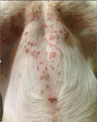 round peeling red patches on dogs stomach inner thighs chest 21731434
