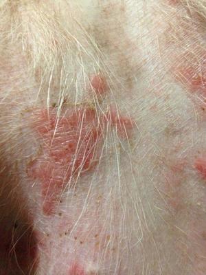 Close up view of dog rash