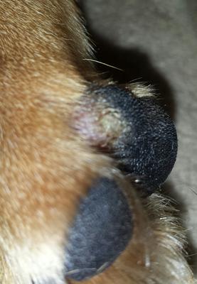 Small Bump on Dog's Paw Pad - Organic Pet Digest