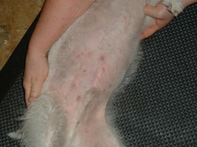 Small Red Marks on My Dog's Stomach and Groin - Organic Pet Digest
