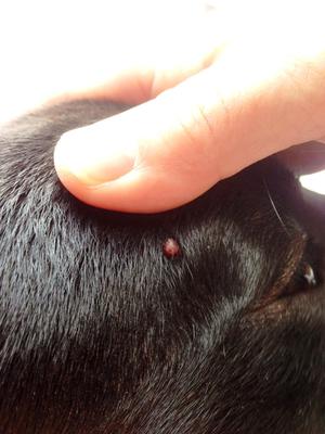 Small Red Wart-Like Growth Above Dog's Eye - Organic Pet Digest