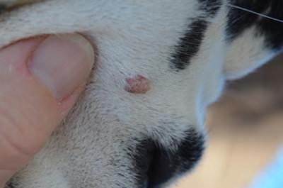 Dudley's lesion