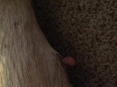 Close-Up of Dog's Belly Growth