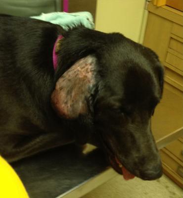 Dog's ear at the vet after shaved and cleaned