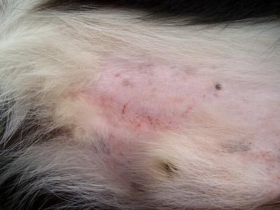 dog skin condition strange belly bump pet conditions digest organic