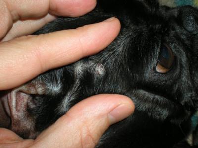 Sudden wart or growth on dog's head - Organic Pet Digest