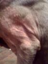 Weimaraner Foreleg Rash