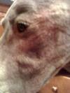 Weimaraner Eye Rash