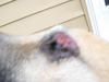 Bleeding dog eye infection - Photo 2