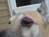 Bleeding dog eye infection - Photo 3