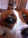brown spot on white of eye dog