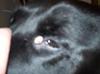 Cyst in Corner of Dog's Eye - Photo 2