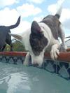 Caper loves the water and he swims like a fish