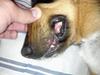 Left Side of Dog's Snout