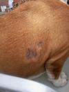 Skin patches on side of dog - Photo 2