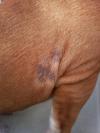 Skin patches on side of dog - Photo 3