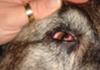 left eye closed, right eye with third eye lid