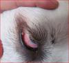 Stella's Eye (pulling down the eyelid) 12-28-2013