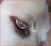 Stella's Eye