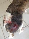 Punctured Tumors on Dog's Back