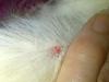 Small Wart on Dog's Leg - Photo 2