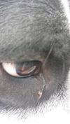 One eye