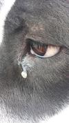Other eye